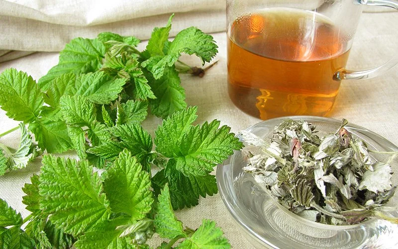 Frische und getrocknete Himbeerblätter liegen neben einer Tasse mit aufgebrühtem Tee.