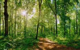 Ein heimischer Wald mit Waldweg.