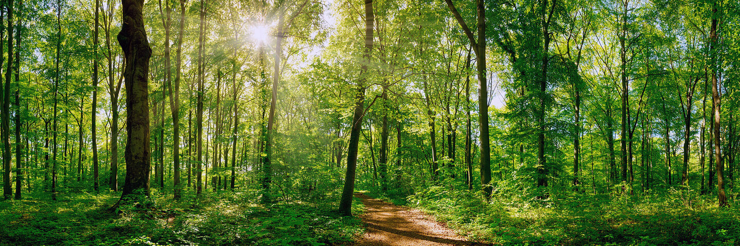 Ein heimischer Wald mit Waldweg.