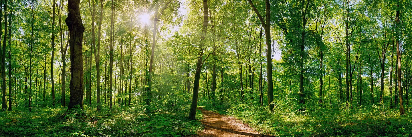 Ein heimischer Wald mit Waldweg.