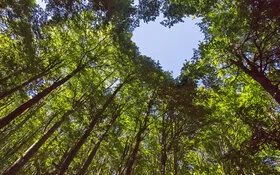 Baumwipfel formen vor einem blauen Himmel ein Herz.