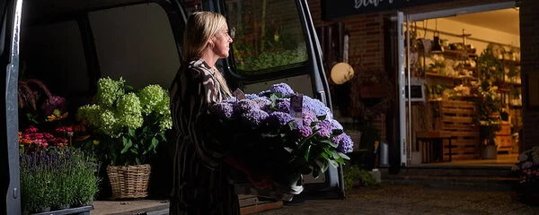 Die Floristin Kerstin Rensch trägt im morgendlichen Dunkel einen Korb mit violetten Hortensien von einem Lieferwagen in ihr Blumengeschäft.