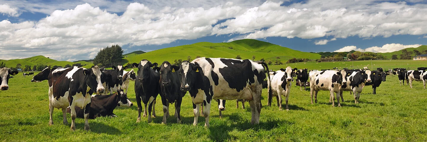 Eine Herde schwarz-weiß gescheckter Kühe steht auf einer grünen Weide.