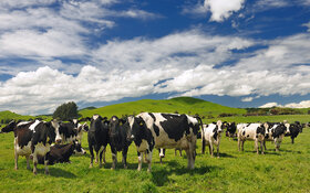 Eine Herde schwarz-weiß gescheckter Kühe steht auf einer grünen Weide.