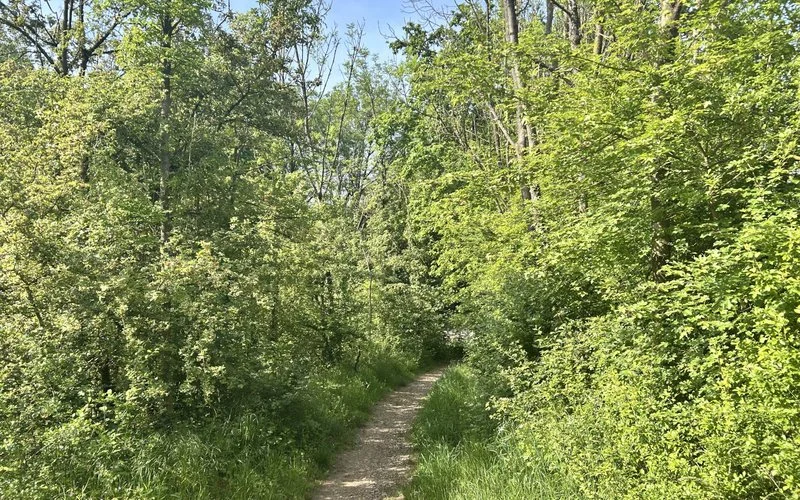 Wald mit schmalem Weg im Sauerland