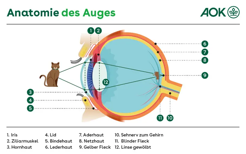 Eine grafische Darstellung zeigt die einzelnen Bereiche des Auges, die zum Sehen benötigt werden.