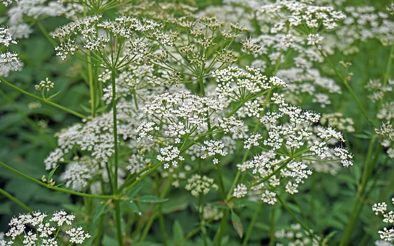 Das Wildkraut Giersch auf einer Wiese.