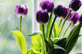 Das Bild zeigt einen Strauß Tulpen vor einem Fenster.