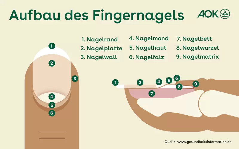 Infografik zum Aufbau des Fingernagels.