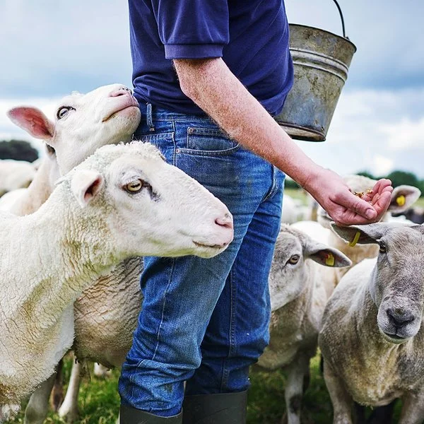 Ein Mann verteilt mit der Hand Futter in einer Schafherde.