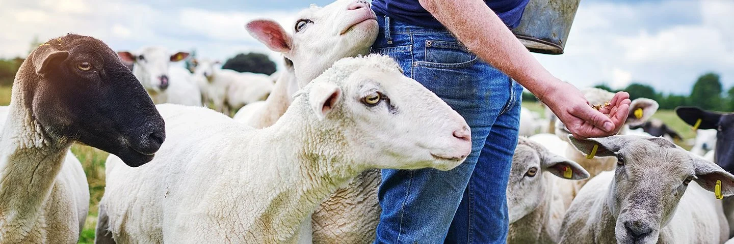 Ein Mann verteilt mit der Hand Futter in einer Schafherde.