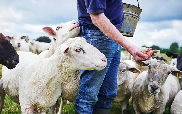 Ein Mann verteilt mit der Hand Futter in einer Schafherde.