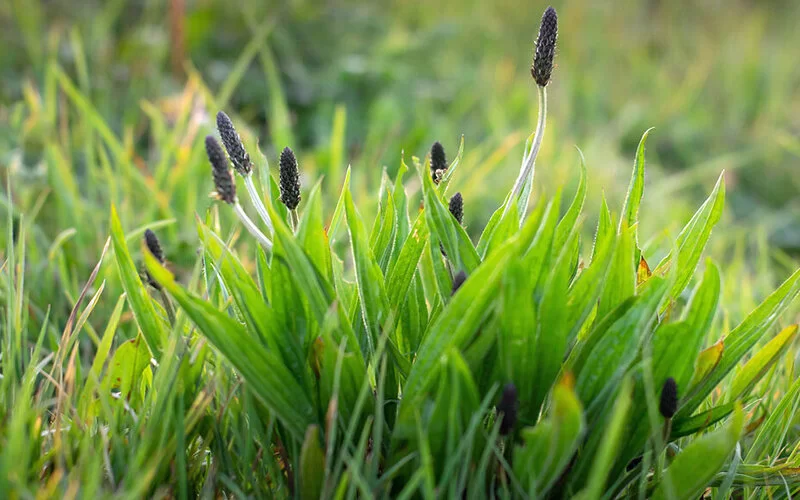 Ein Spitzwegerich-Busch auf einer Wiese.