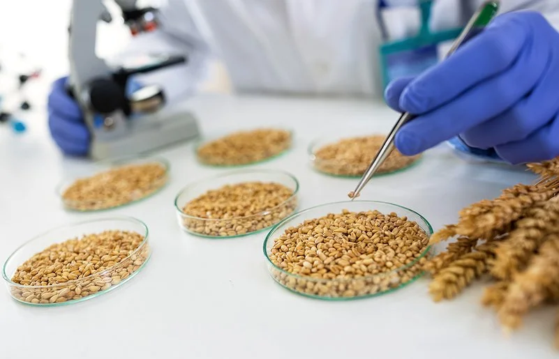 In einem Forschungslabor wird mit einer Pipette ein Korn aus einer Schale genommen. Links daneben ist verschwommen ein Mikroskop zu sehen.