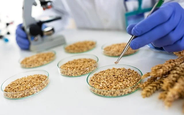 In einem Forschungslabor wird mit einer Pipette ein Korn aus einer Schale genommen. Links daneben ist verschwommen ein Mikroskop zu sehen.