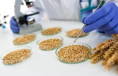 In einem Forschungslabor wird mit einer Pipette ein Korn aus einer Schale genommen. Links daneben ist verschwommen ein Mikroskop zu sehen.