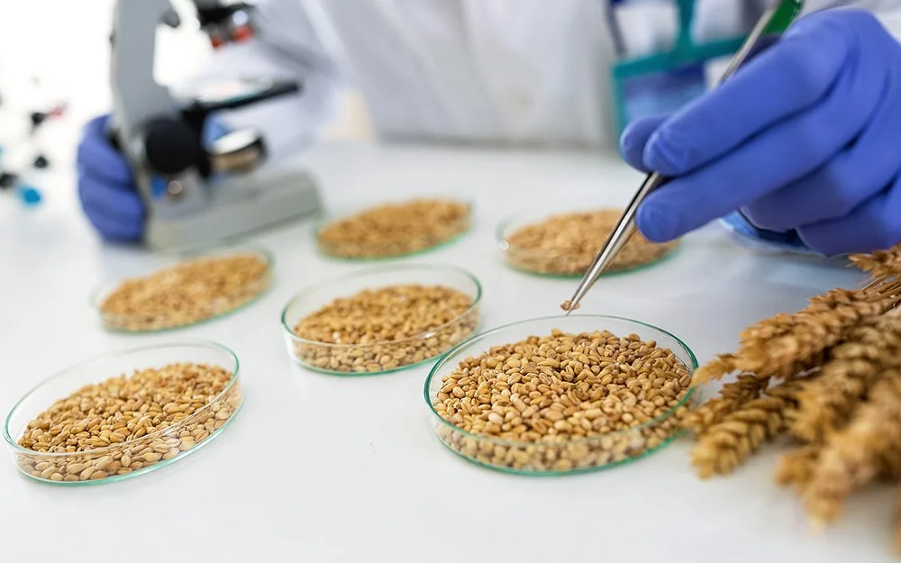 In einem Forschungslabor wird mit einer Pipette ein Korn aus einer Schale genommen. Links daneben ist verschwommen ein Mikroskop zu sehen.