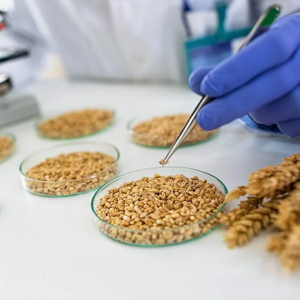 In einem Forschungslabor wird mit einer Pipette ein Korn aus einer Schale genommen. Links daneben ist verschwommen ein Mikroskop zu sehen.