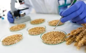In einem Forschungslabor wird mit einer Pipette ein Korn aus einer Schale genommen. Links daneben ist verschwommen ein Mikroskop zu sehen.