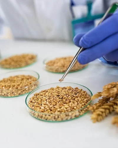 In einem Forschungslabor wird mit einer Pipette ein Korn aus einer Schale genommen. Links daneben ist verschwommen ein Mikroskop zu sehen.