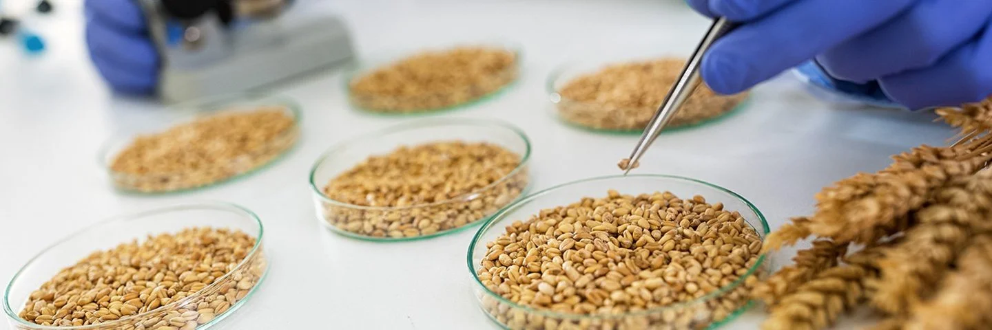 In einem Forschungslabor wird mit einer Pipette ein Korn aus einer Schale genommen. Links daneben ist verschwommen ein Mikroskop zu sehen.