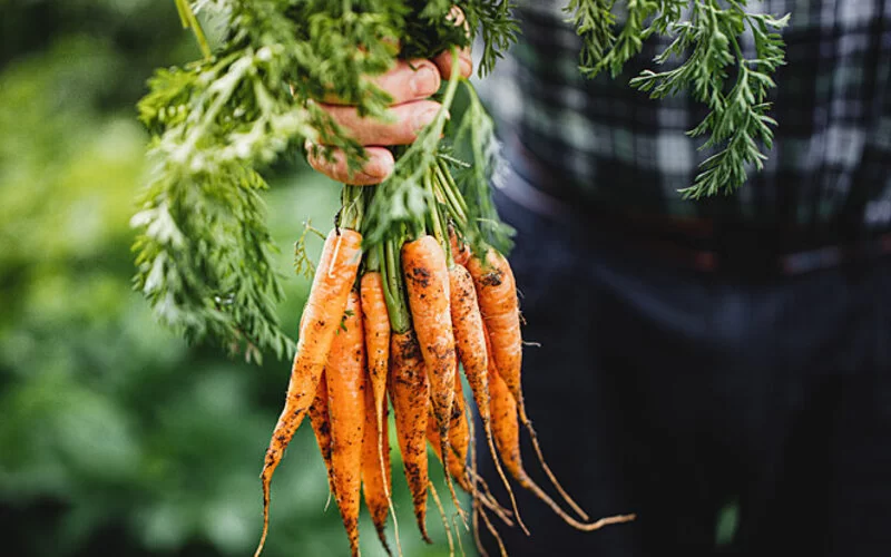 Mann hält Bund Karotten, die sekundäre Pflanzenstoffe enthalten.