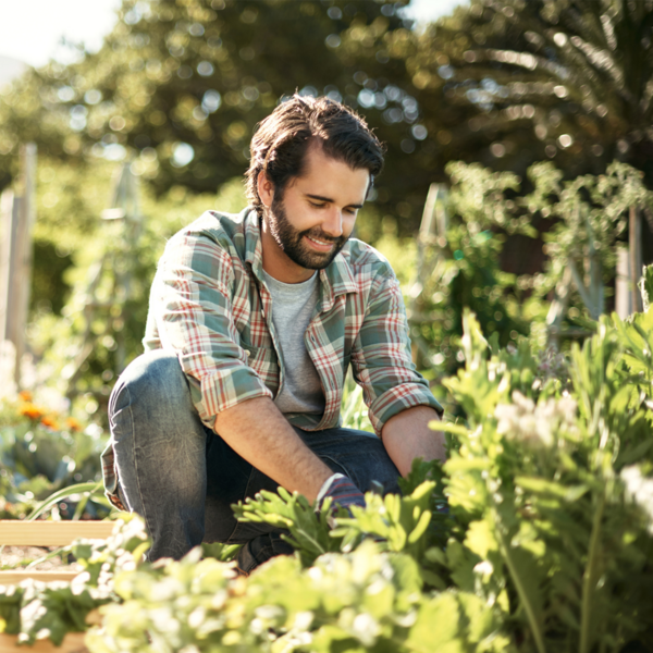 Ein junger Mann erntet kniend Gemüse in seinem Garten, in dem er eine Mischkultur angelegt hat.