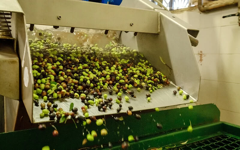 Entlaubte Oliven auf einem Förderband in einer Ölmühle.
