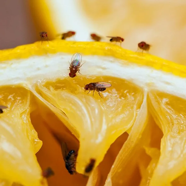 Fruchtfliegen auf einer halbierten Orange.