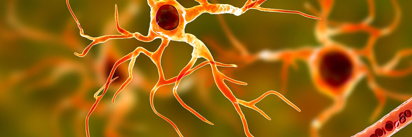 Darstellung von Astrozyten und Blutgefäßen im Gehirn.