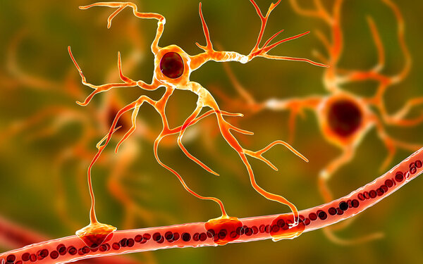 Darstellung von Astrozyten und Blutgefäßen im Gehirn.