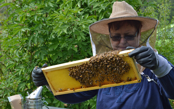 Heike Klein von der AOK bei der Arbeit mit Bienen.