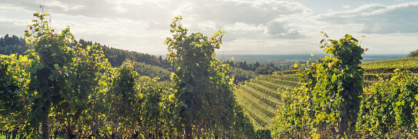 Weinreben stehen an einem Herbsttag in der Sonne.