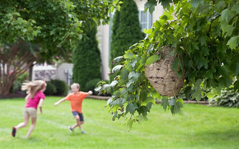 Zwei Kinder spielen Fangen in der Nähe eines Wespennests und setzen sich somit der Gefahr eines Wespenstichs aus.