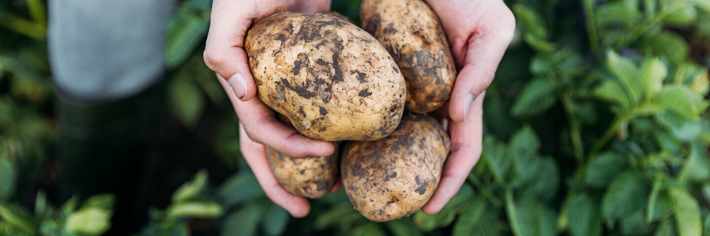 Wie Lange Dauert Es Bis Kartoffeln Aus Der Erde Kommen Kartoffeln: Nährstoffe, Zubereitung und Lagerung