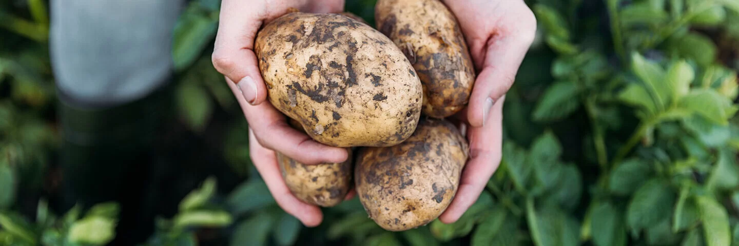 Ein Landwirt hält Kartoffeln, frisch aus der Erde, in der Hand.