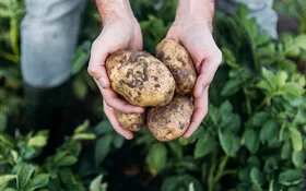 Ein Landwirt hält Kartoffeln, frisch aus der Erde, in der Hand.