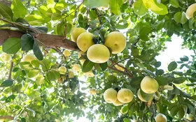 Reife Pomelos hängen an einem Baum.