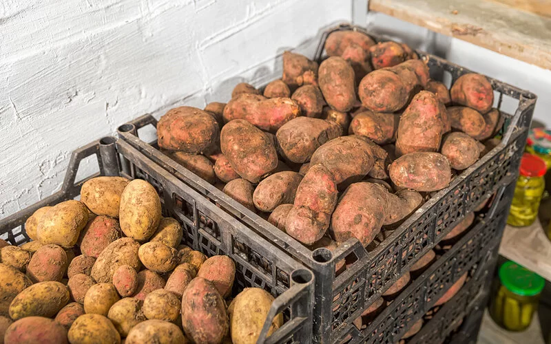 Kartoffeln lagern in Kisten in einem Vorratsraum.