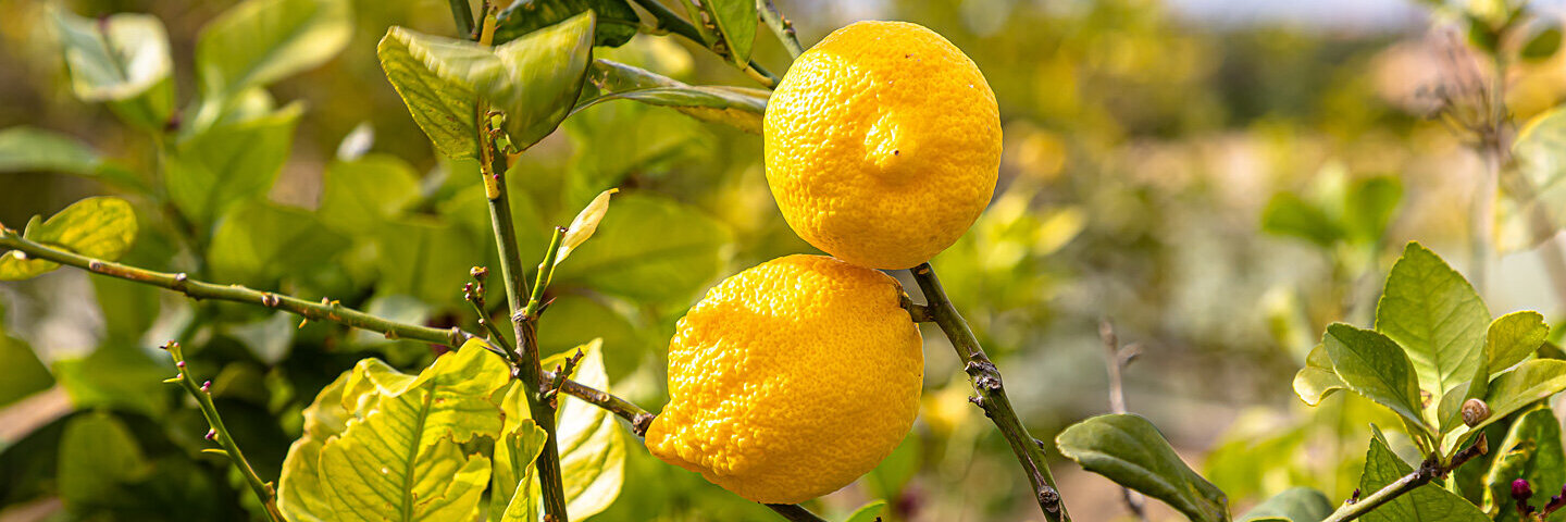 So gesund sind Zitronen