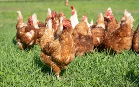 Eine kleine Gruppe brauner und weißer Hühner stehen im Freien auf einer saftig grünen Wiese.