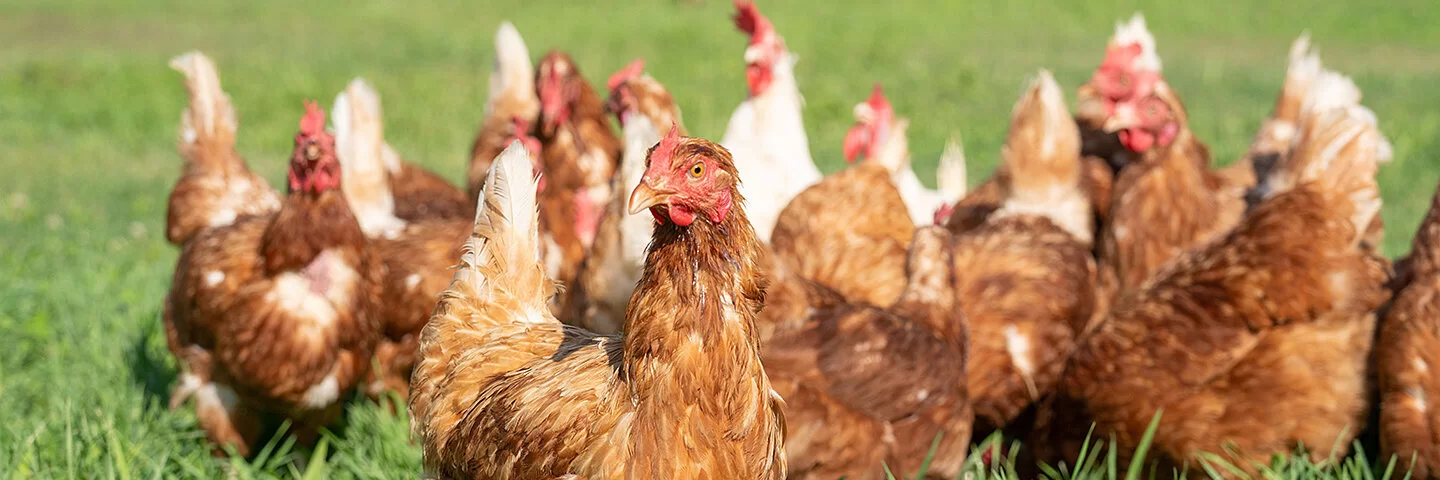 Eine kleine Gruppe brauner und weißer Hühner stehen im Freien auf einer saftig grünen Wiese.