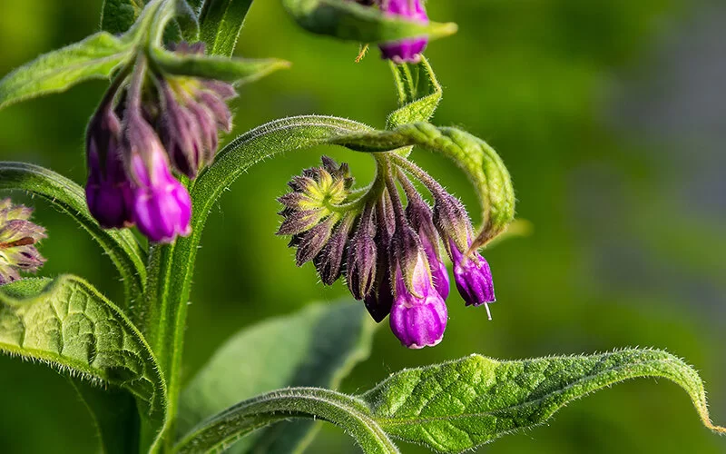 Beinwell-Pflanze mit violetten Blüten.