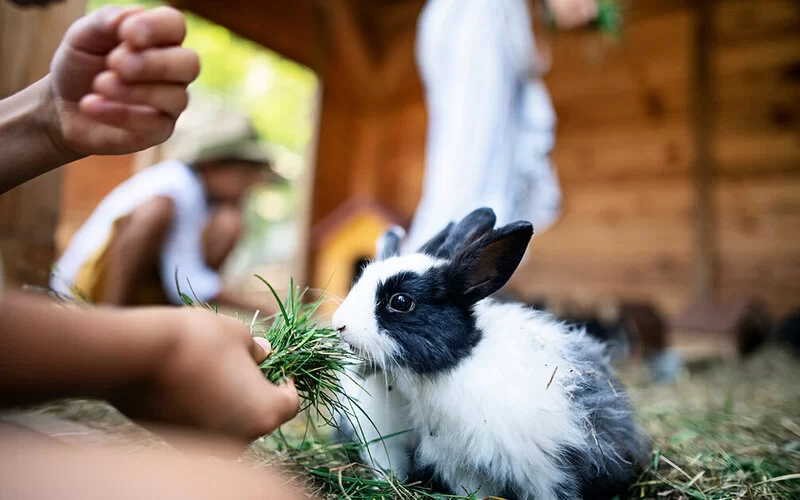 Kind füttert ein Kaninchen mit frischem Gras.