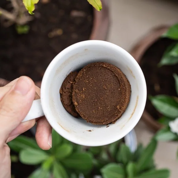 Jemand hält eine Tasse mit Kaffeesatz als Dünger für den Garten bereit, so funktioniert Recycling
