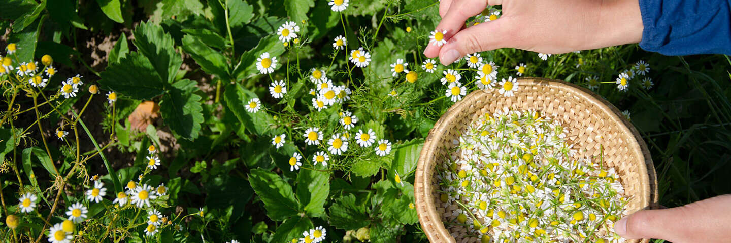 Essbare Wildkräuter bestimmen und lecker zubereiten