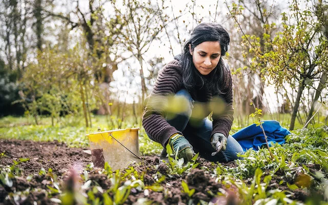 Eine Frau trägt eine Wolljacke und Gartenhandschuhe, hockt in einem Garten und jätet Wildpflanzen im Gemüsebeet.