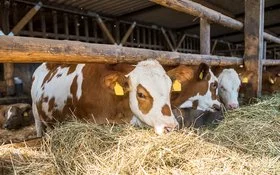 Drei braun-weiße Kühe im Stall, die Heu fressen.
