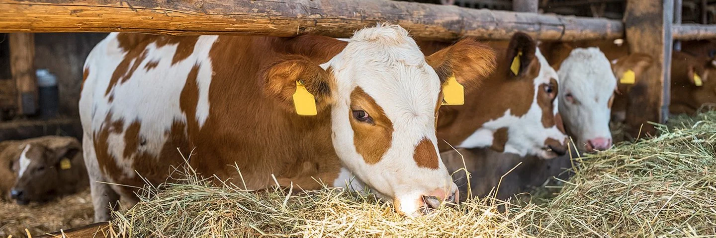 Drei braun-weiße Kühe im Stall, die Heu fressen.