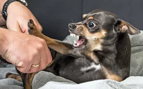 Ein dunkler Chihuahua liegt auf einer Decke und schnappt nach einer Hand.